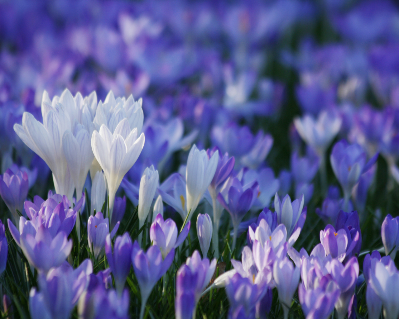 В лесу красивые цветы шафран