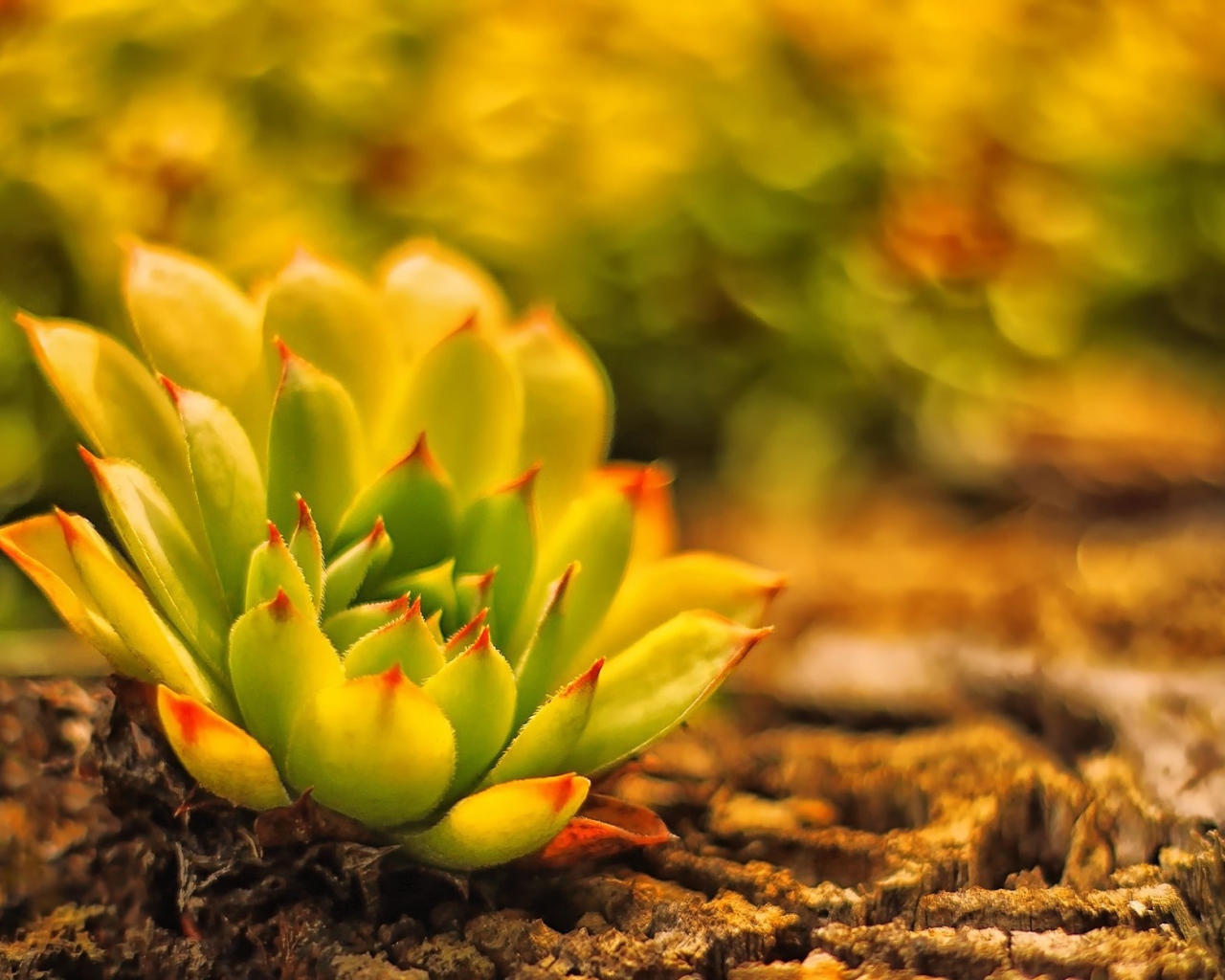 В лесу красивое растение молодило 