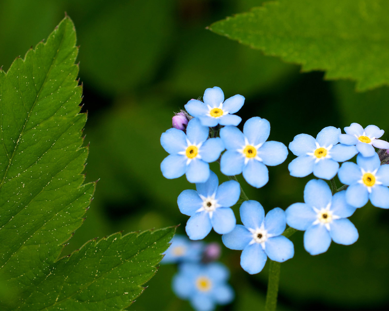 В лесу цветы незабудки