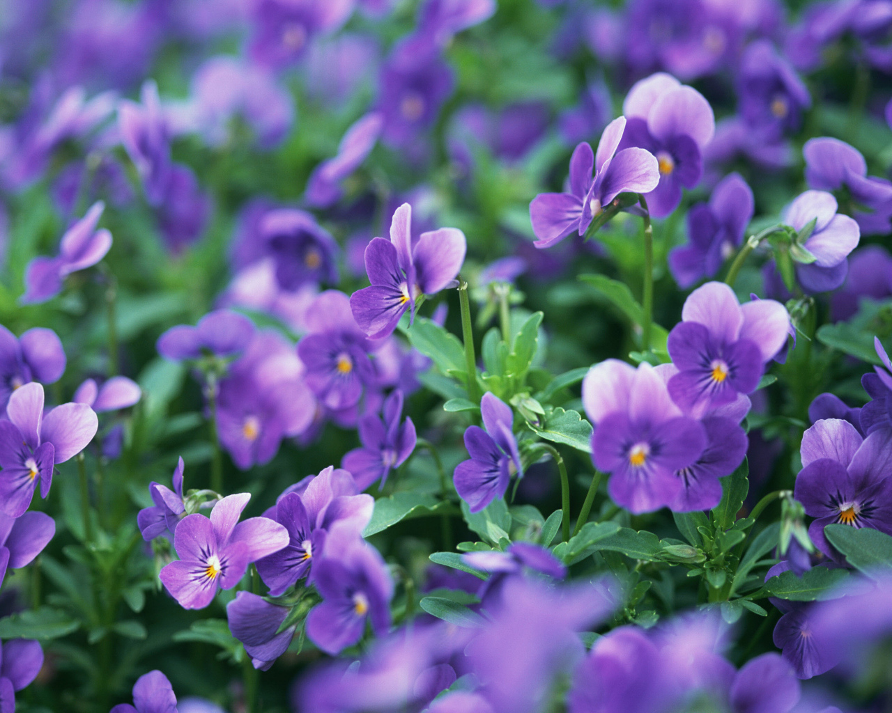 В лесу расцвели цветы анютины глазки