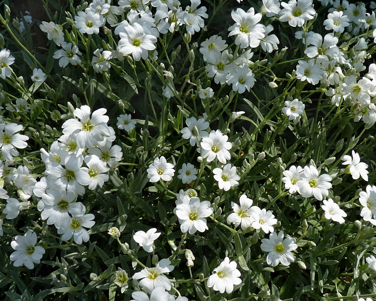 В лесу растение резуха