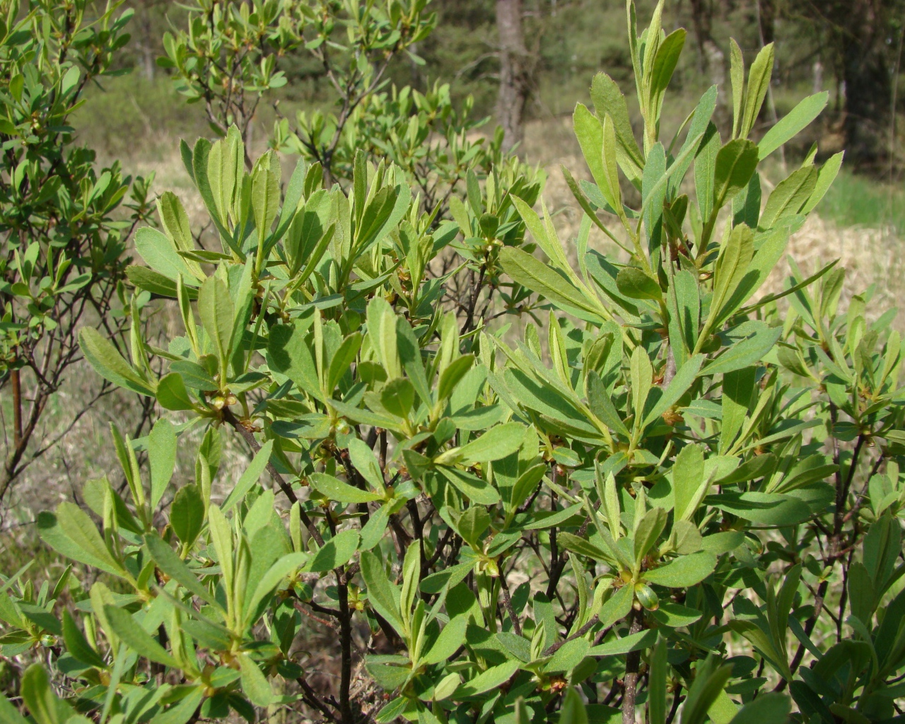 В саду растение восковник