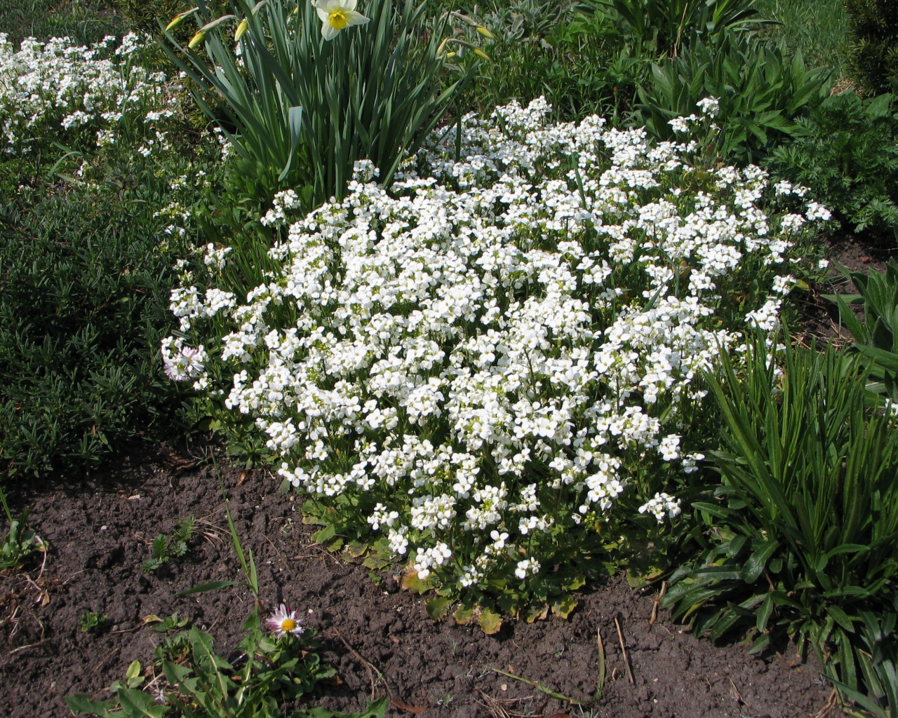 В саду растение резуха
