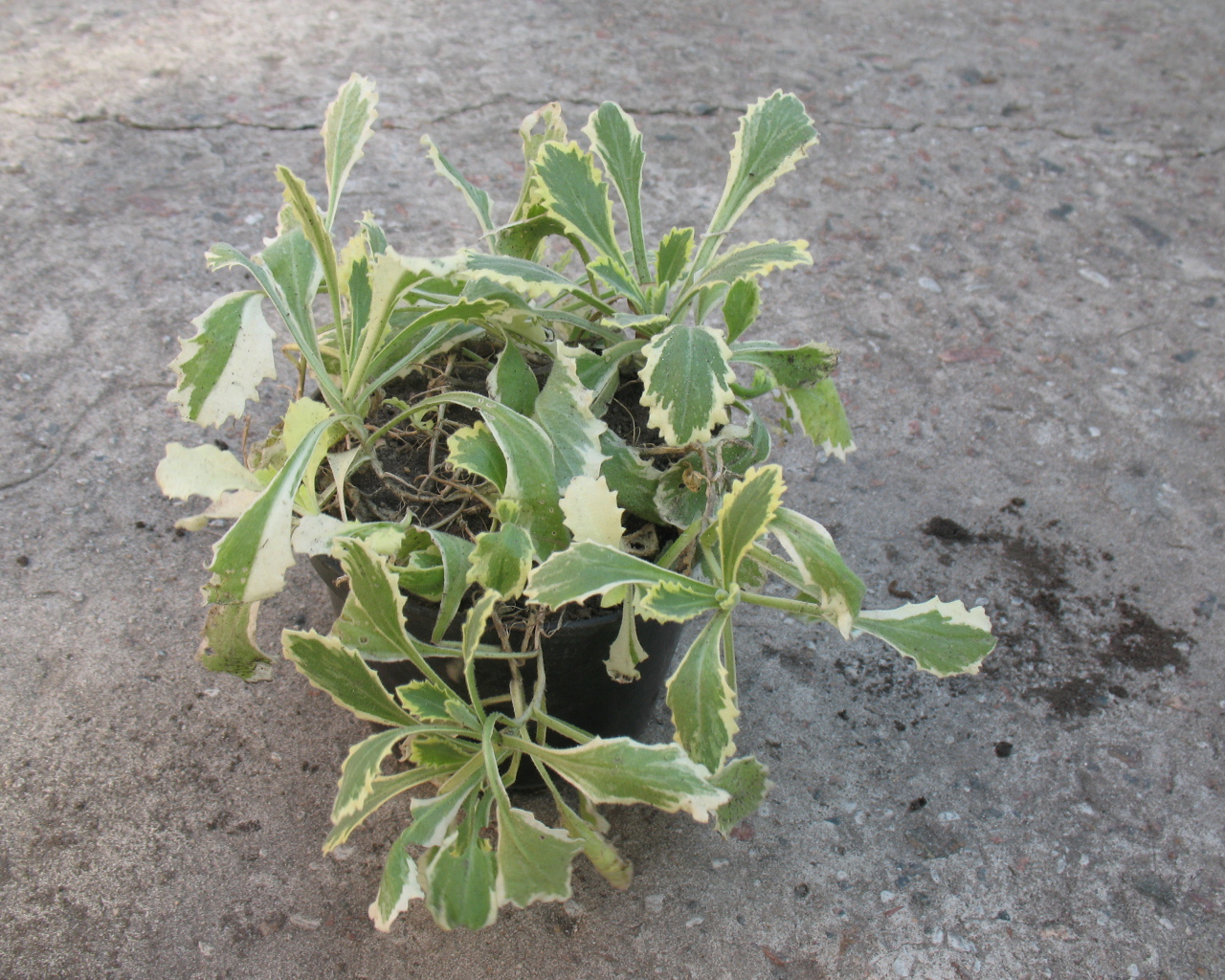 В огороде выросла резуха