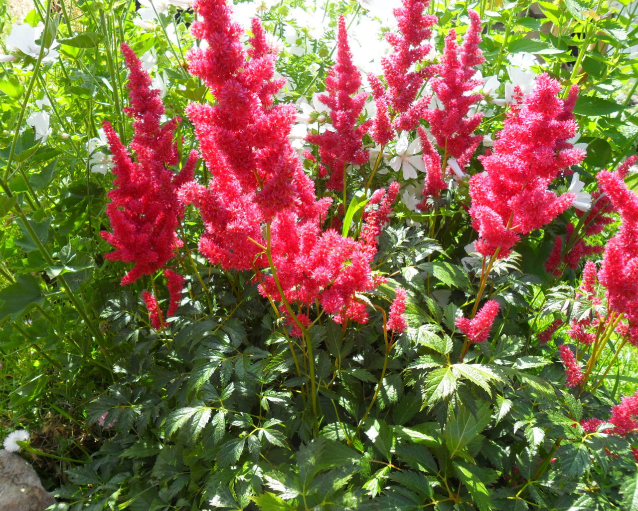 В саду красивые цветы астильба