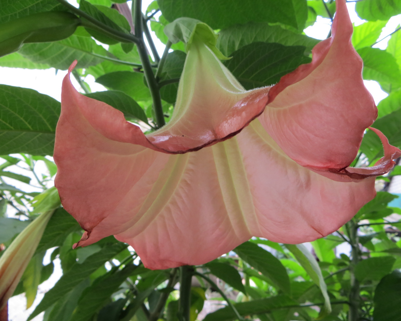 В саду красивые цветы бругмансия