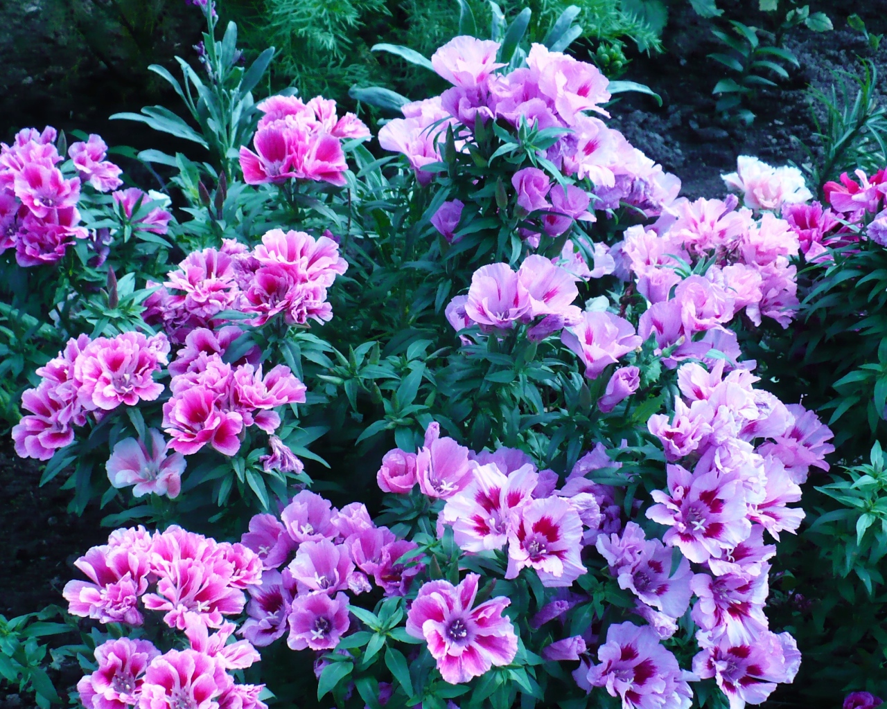 В саду красивые цветы кларкия (годеция) 