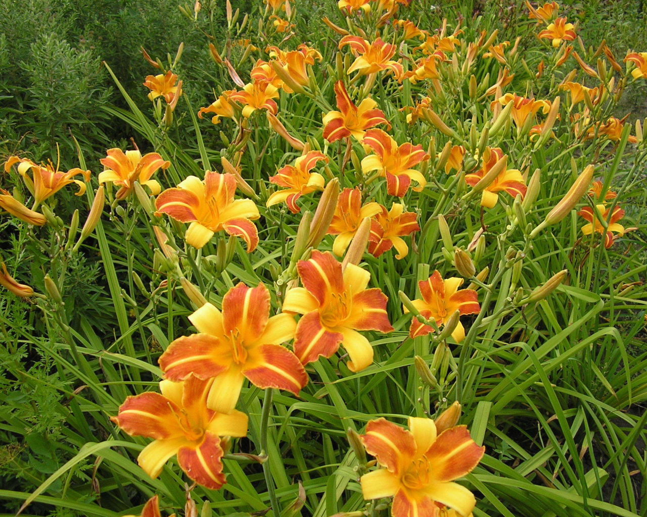 В саду красивые цветы лилейник