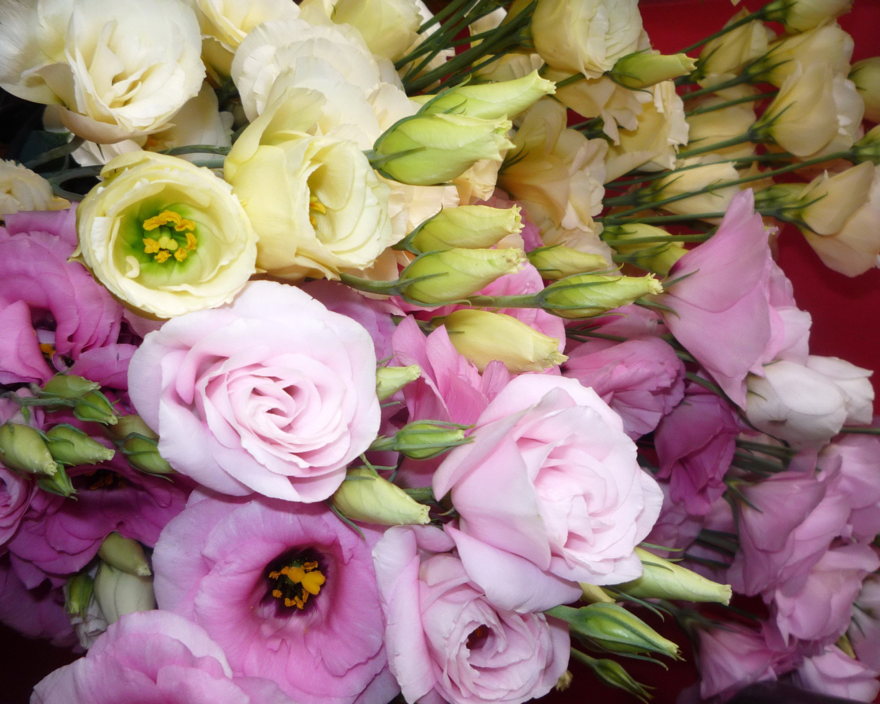 В саду красивые цветы эустома (ирландская роза) 