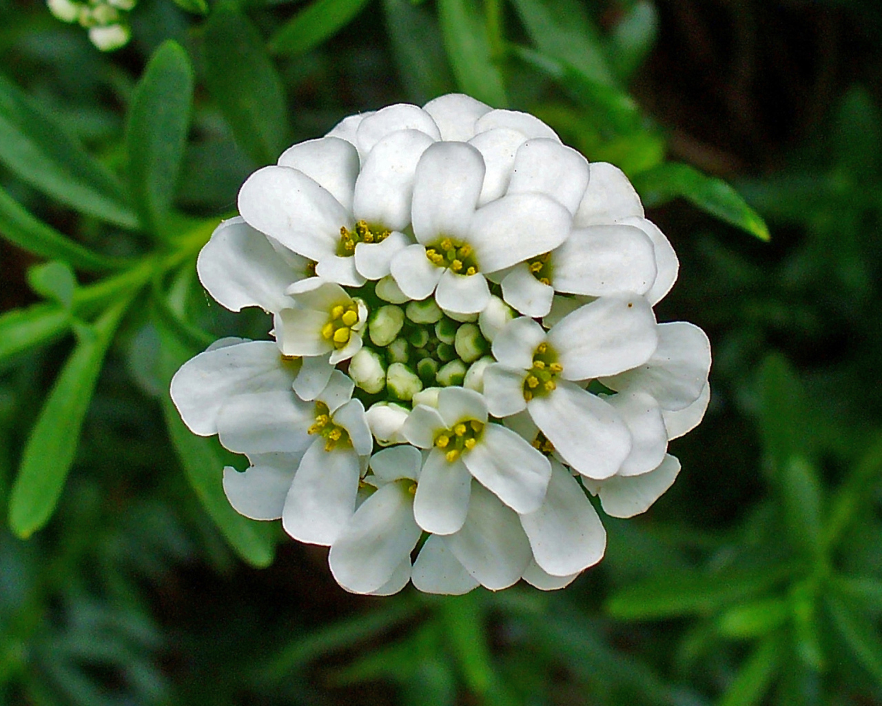 В саду красивые цветы иберис