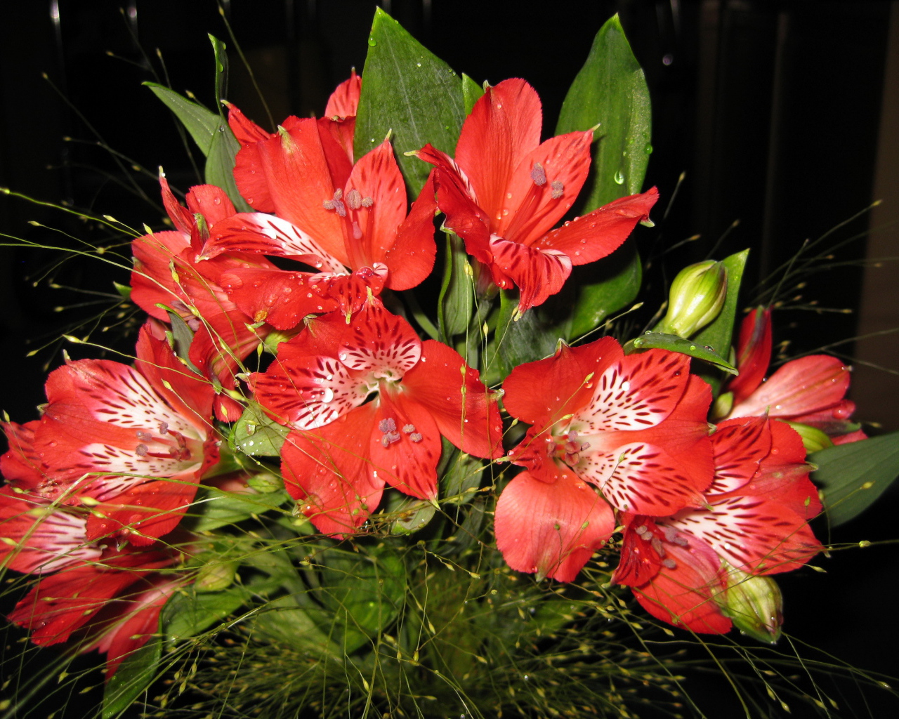 В саду красивые цветы альстремерия