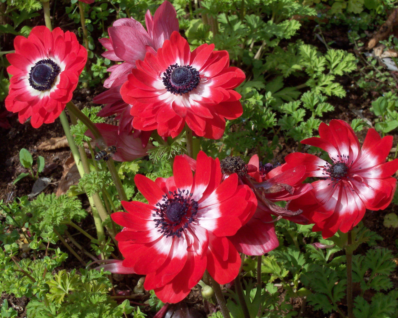 В саду красивые цветы анемона