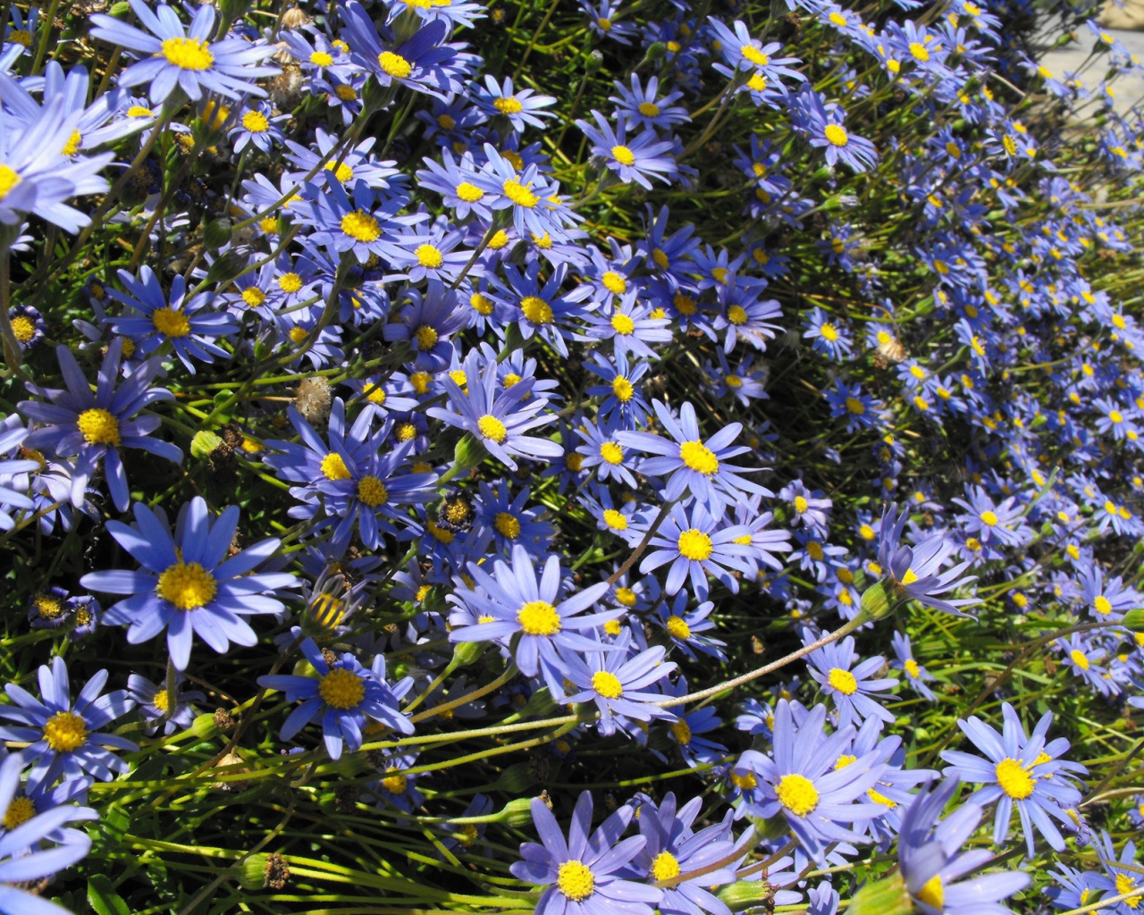 В саду красивые цветы астра