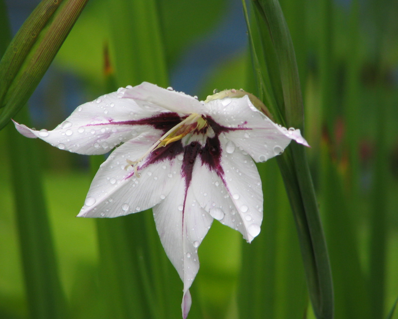 В саду красивые цветы ацидантера