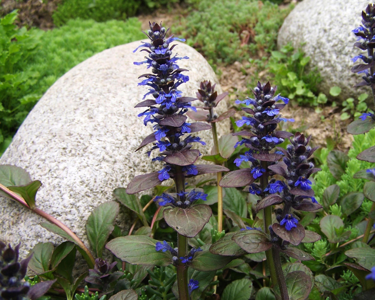 В саду красивые цветы аюга