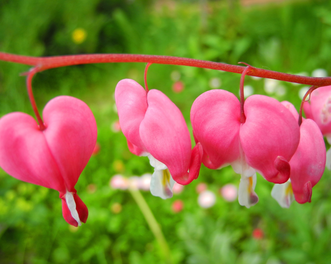 В саду красивые цветы дицентра