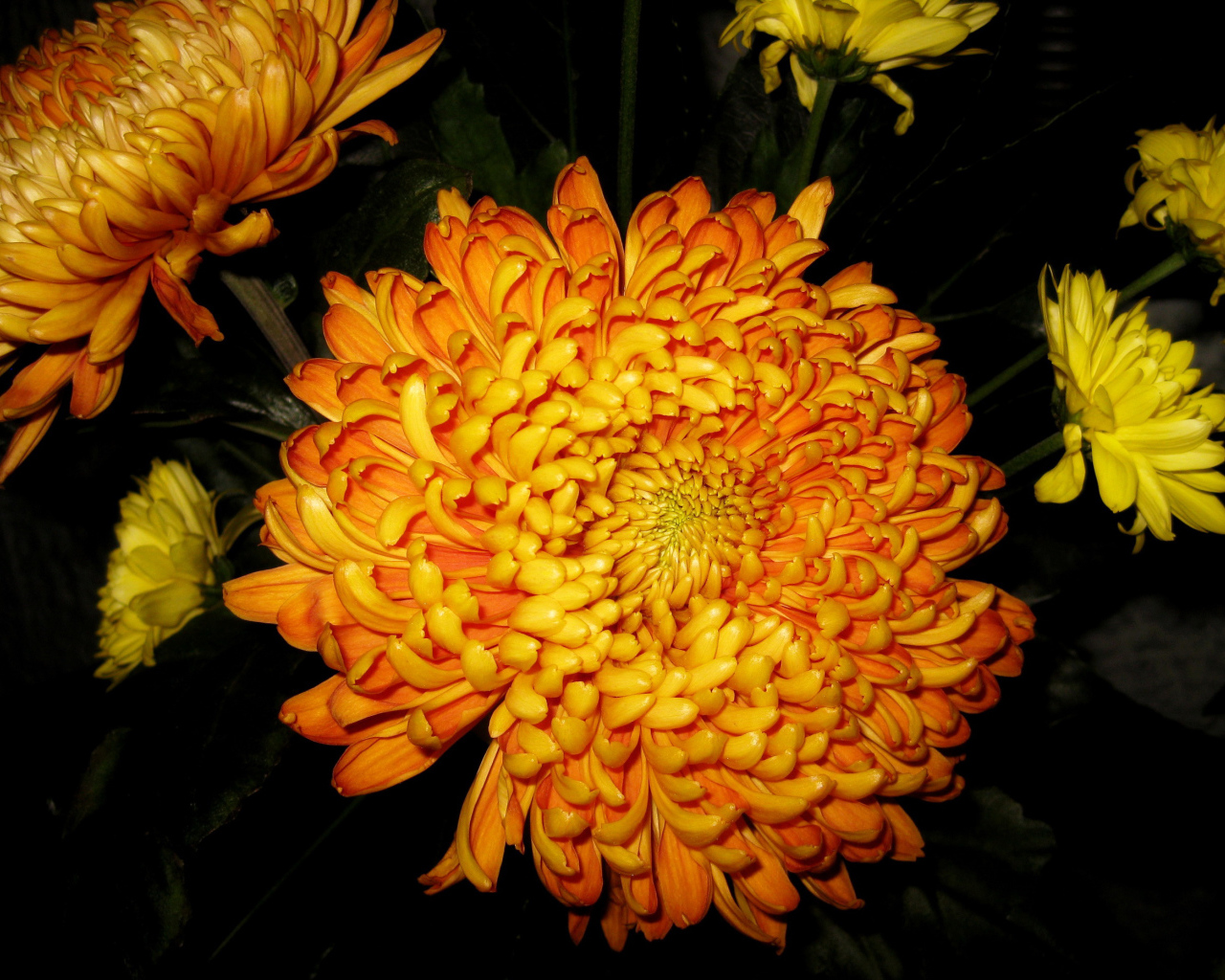 В саду красивые цветы хризантема