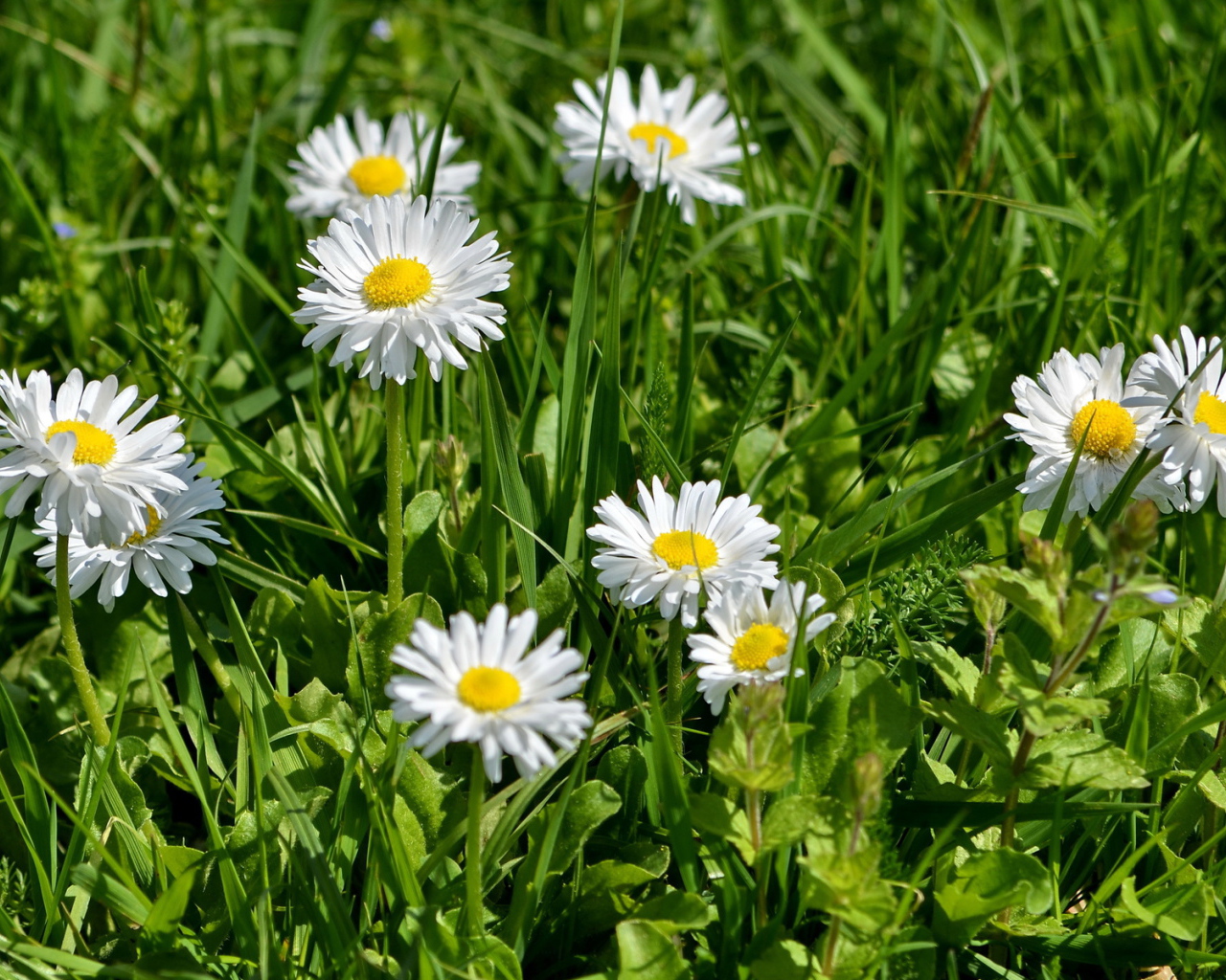В саду красивые цветы маргаритки