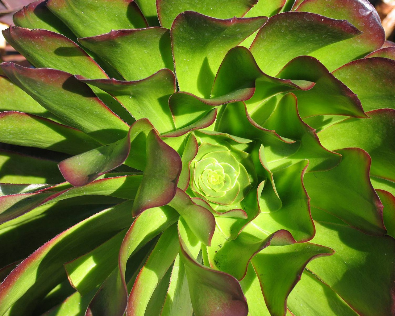 В саду красивые цветы эхеверия (эчеверия) 