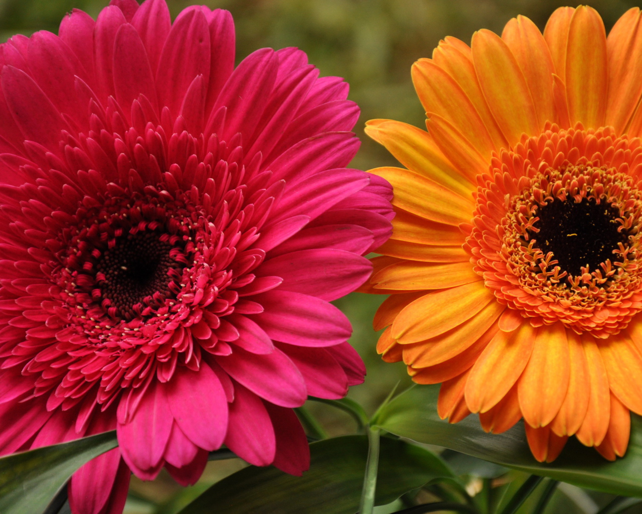 В саду красивые цветы гербера