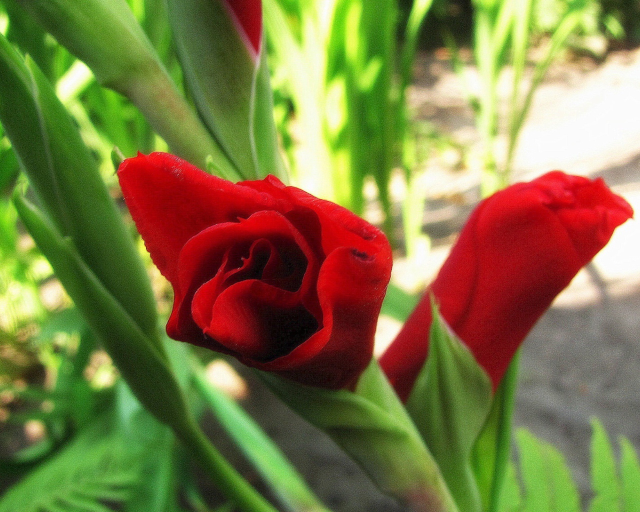 В саду красивые цветы гладиолус