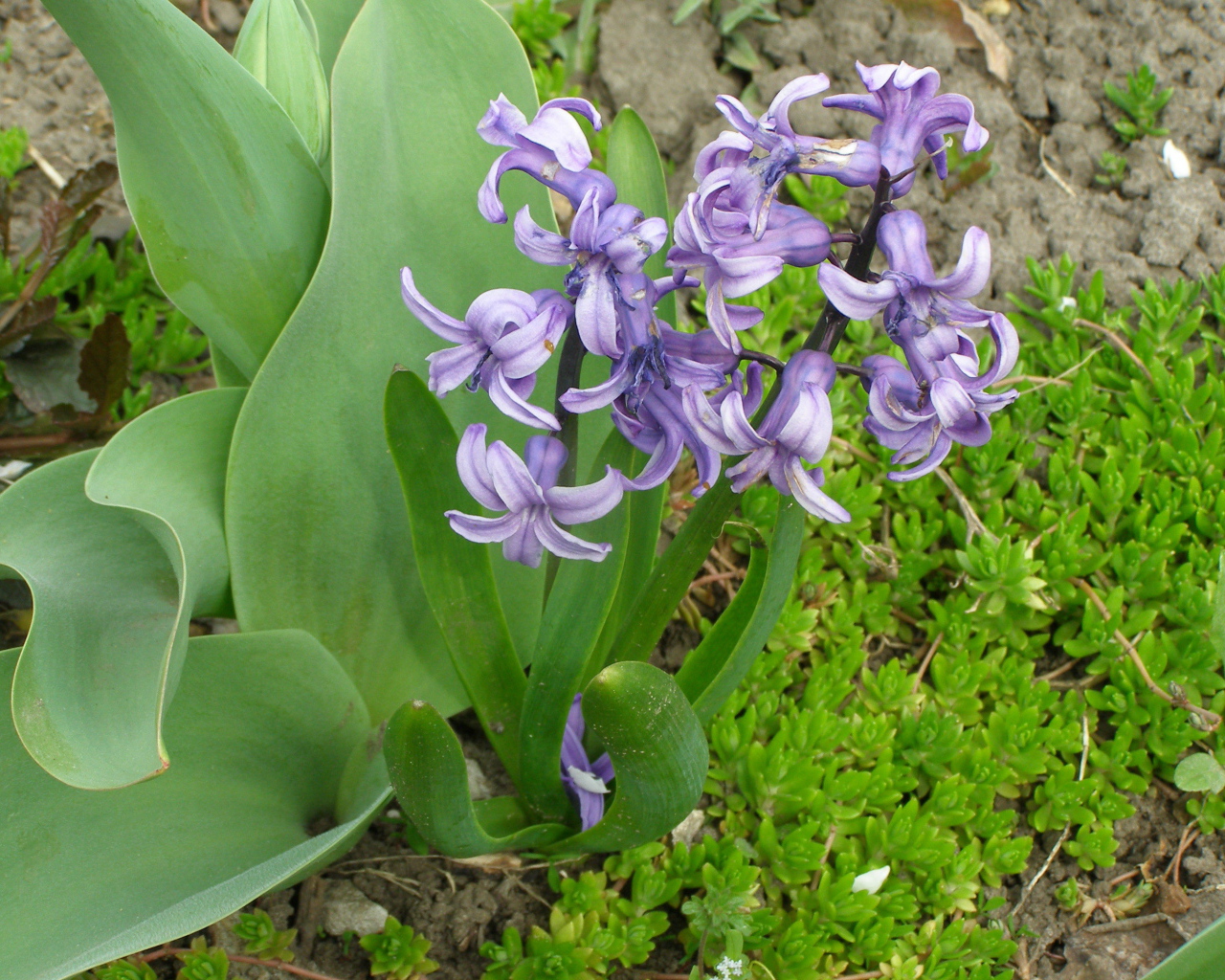 В саду красивые цветы гиацинты