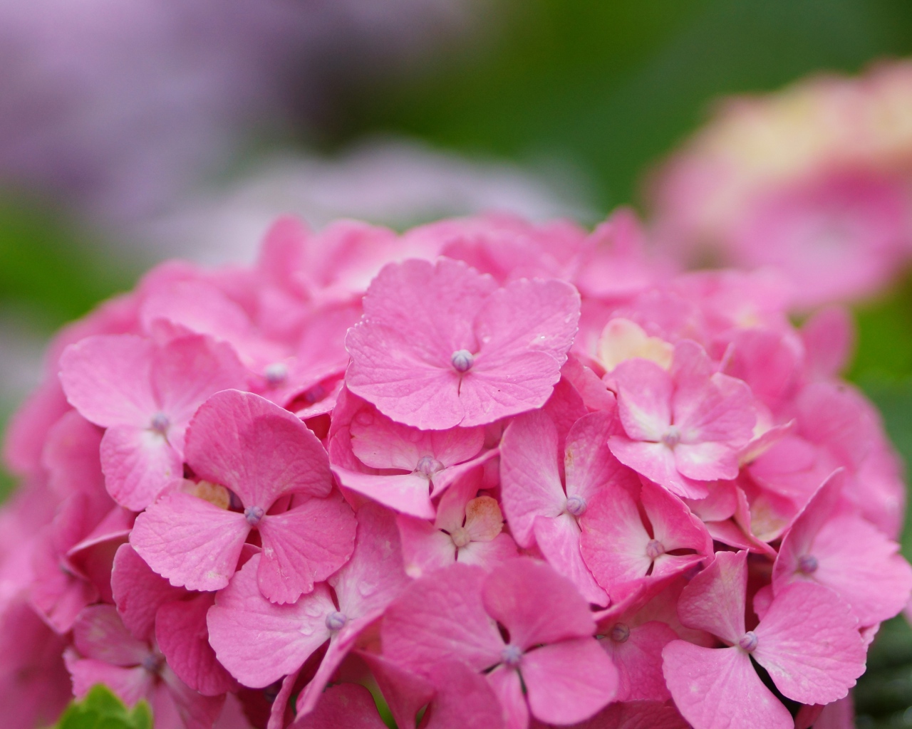 В саду красивые цветы гортензия