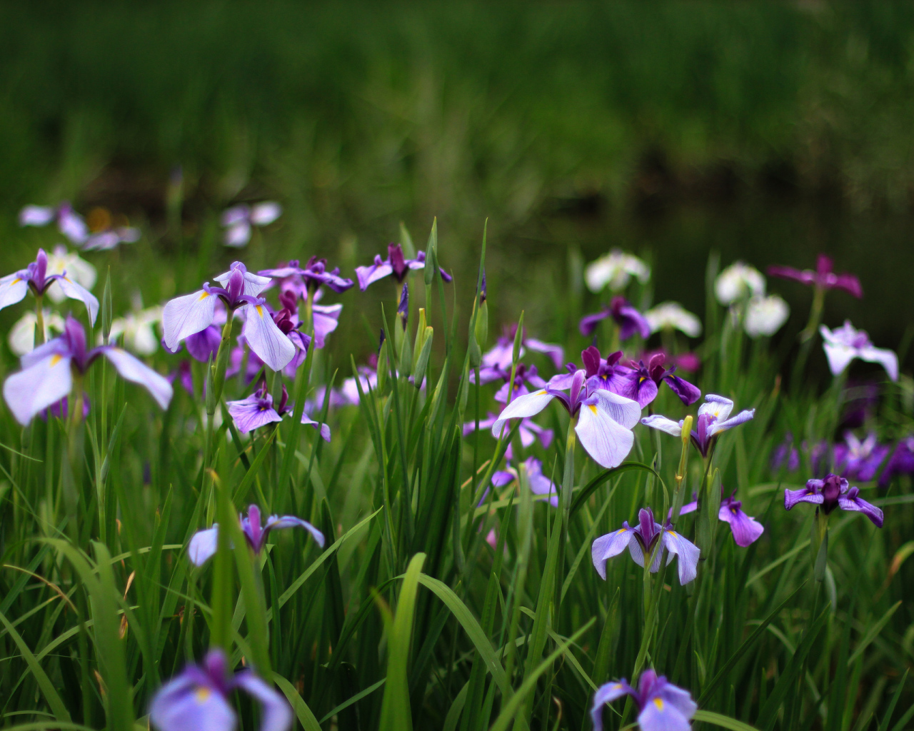 В саду красивые цветы ирисы
