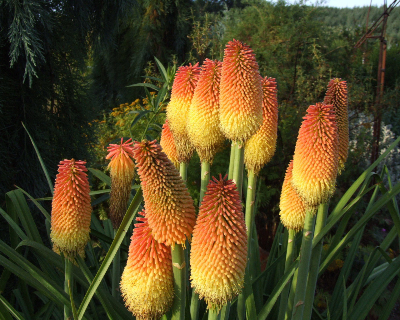 В саду красивые цветы кникофия