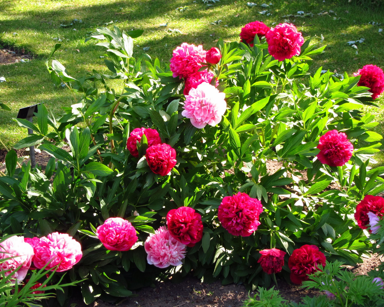 В саду красивые цветы пионы