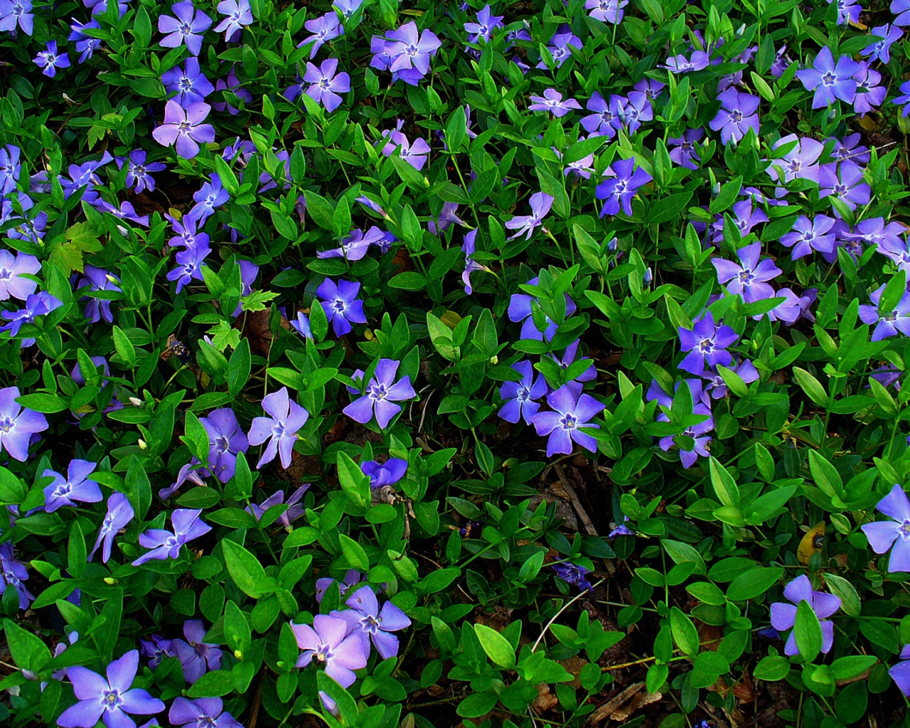 В саду красивые цветы барвинок