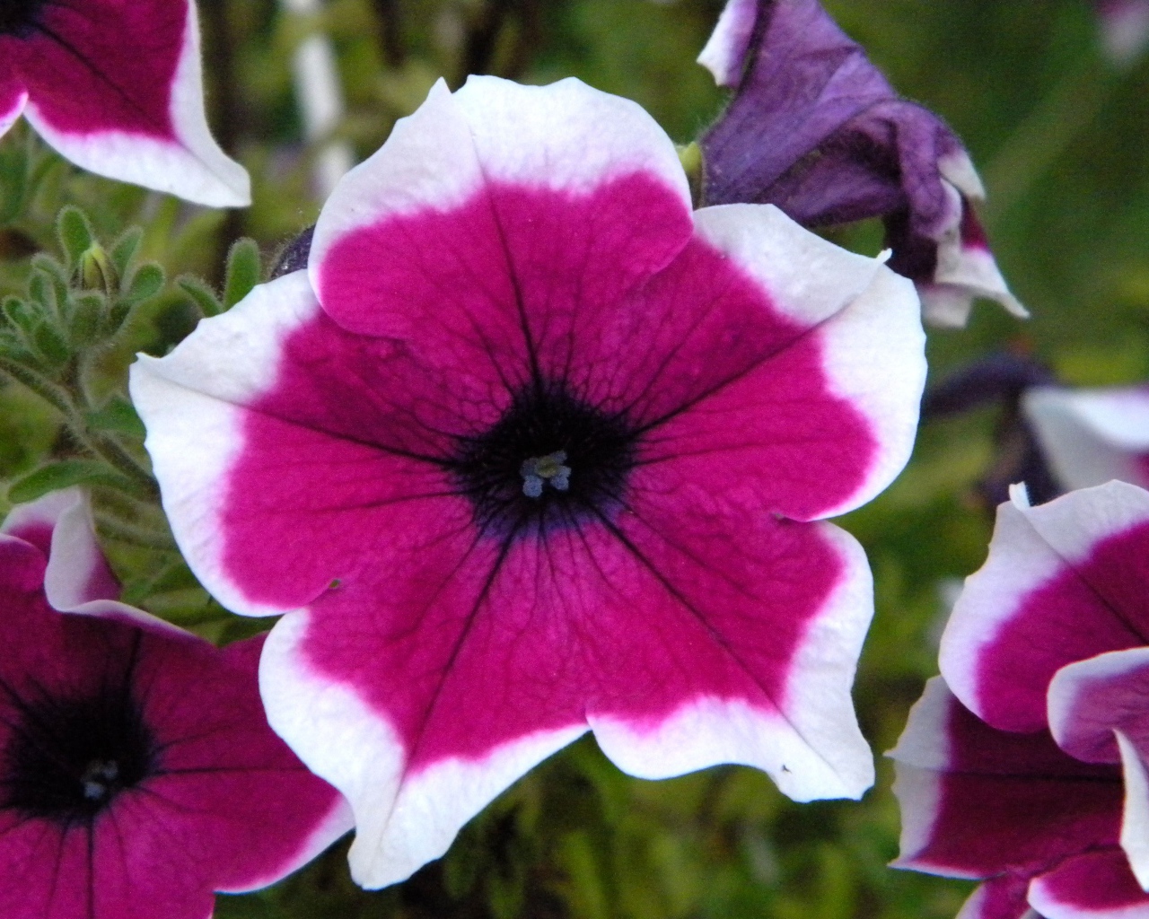 В саду красивые цветы петуния