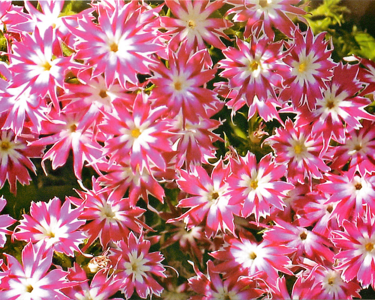 В саду красивые цветы флокс