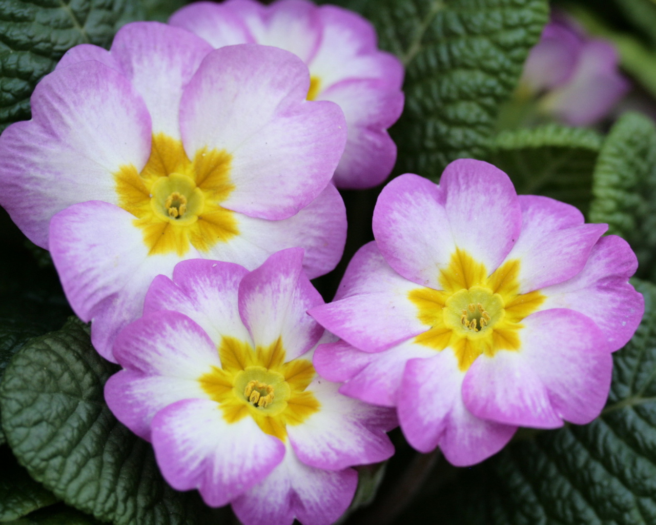 В саду красивые цветы примула