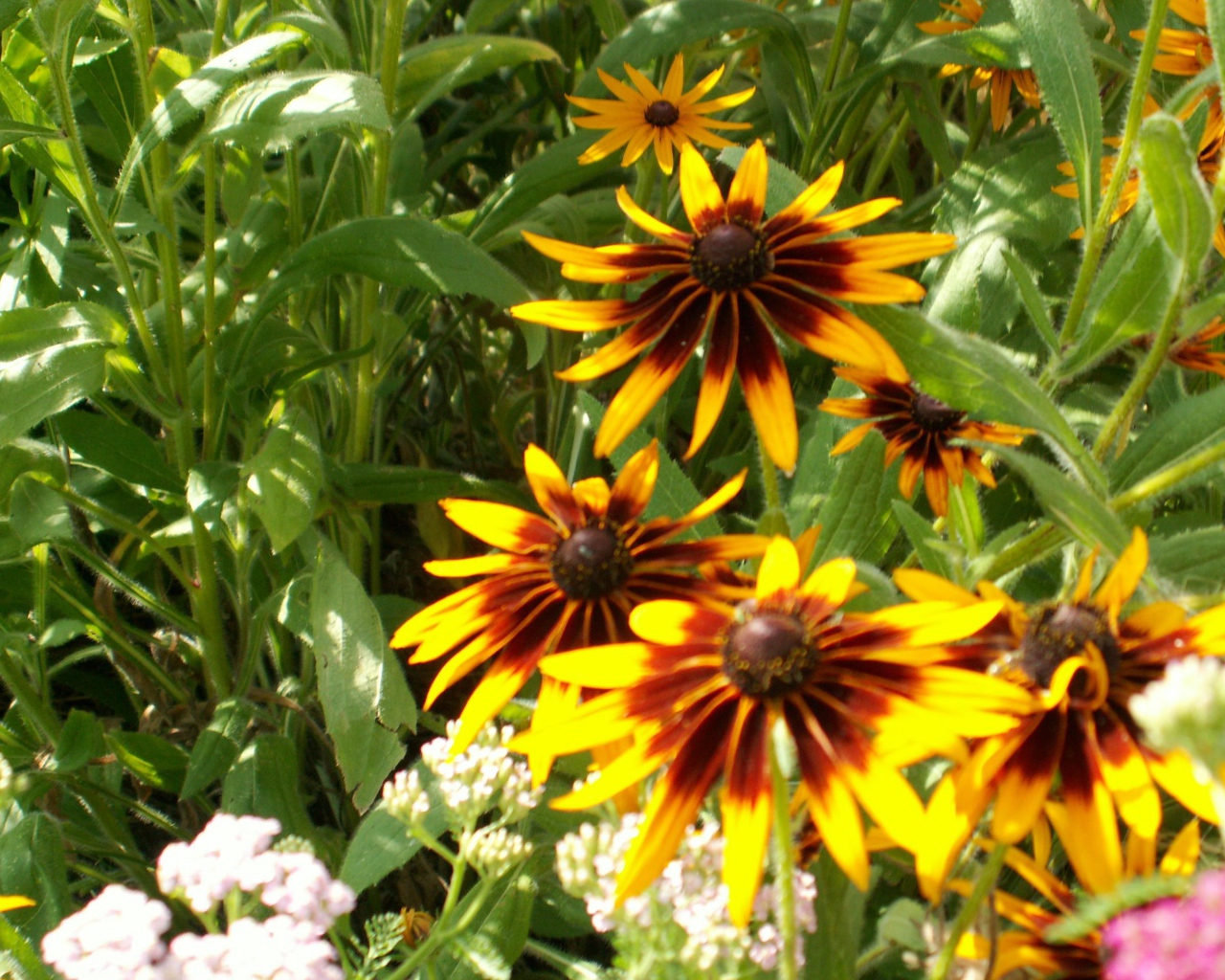 В саду красивые цветы рудбекия