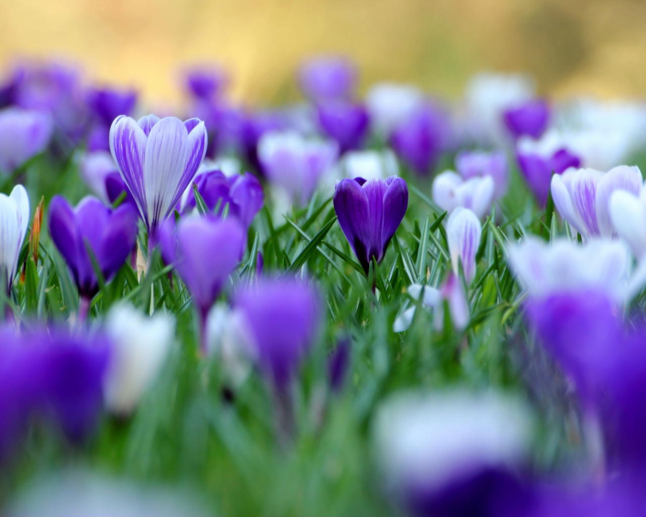 В саду красивые цветы шафран