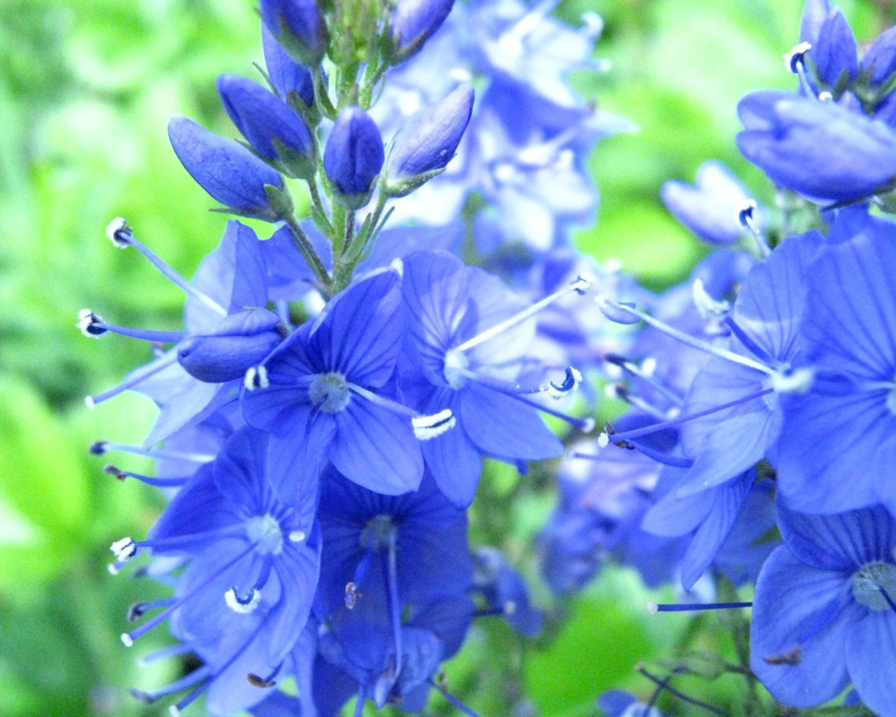 В саду красивые цветы вероника