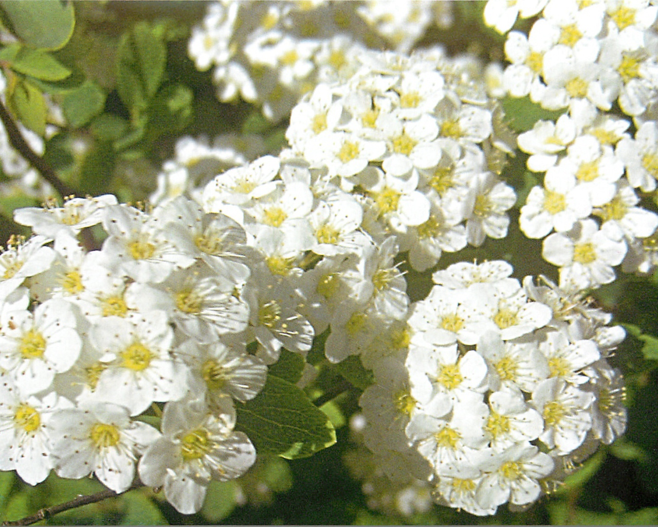 В саду красивые цветы спирея