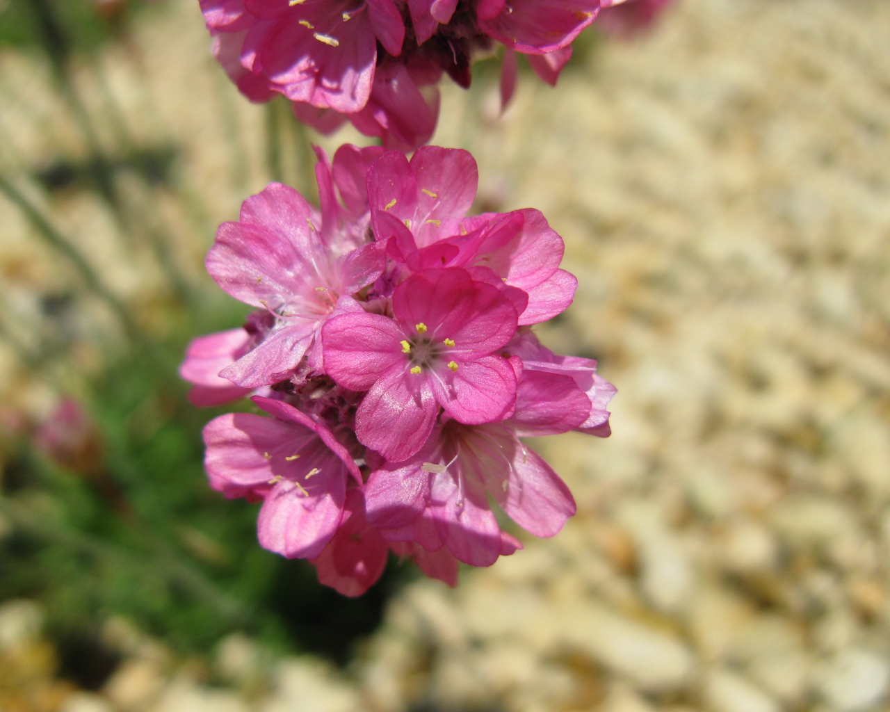 В саду красивые цветы армерия