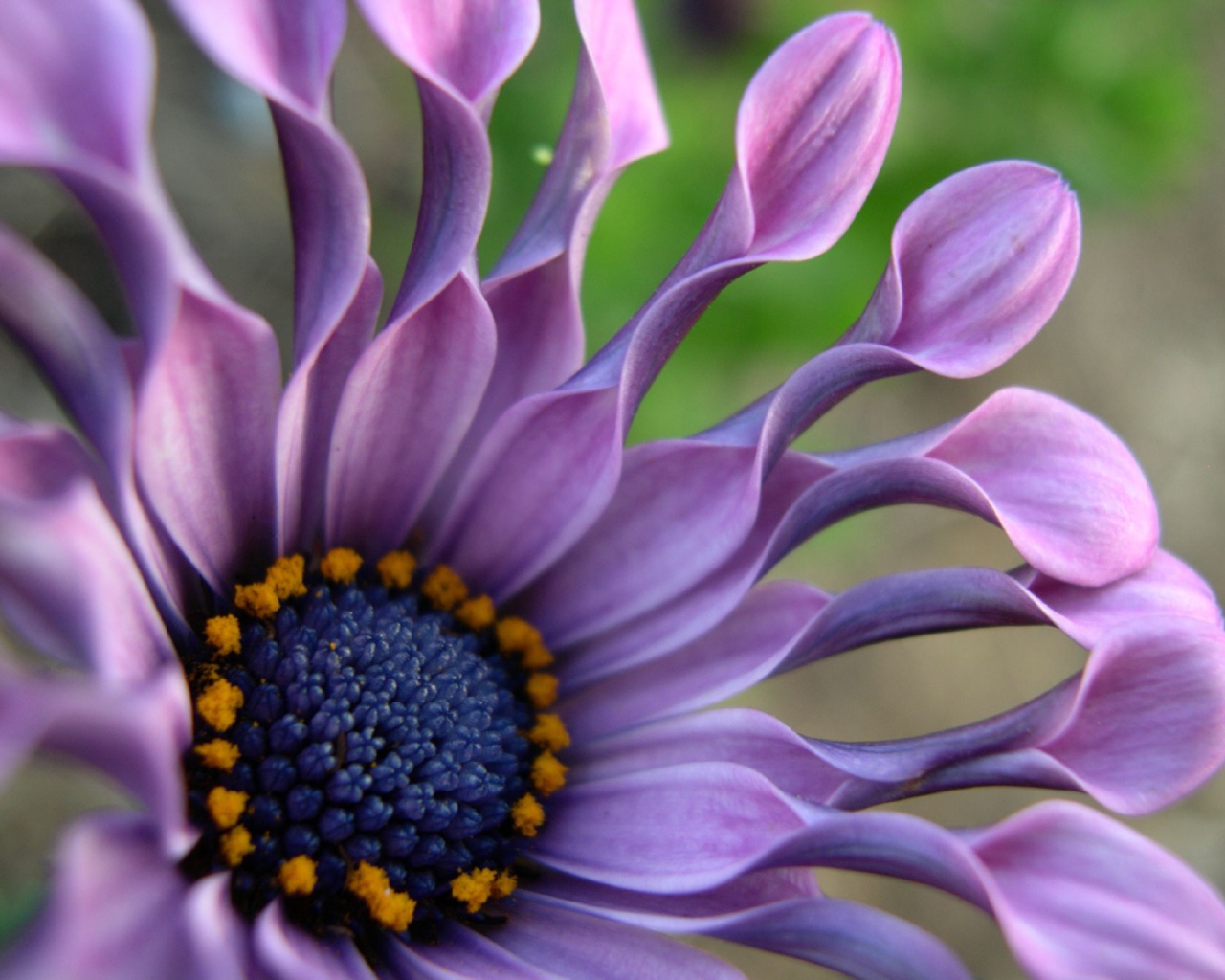 В саду красивые цветы венидиум