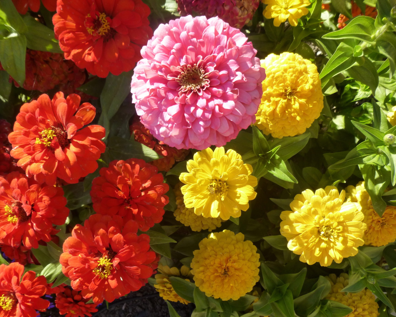 В саду красивые цветы цинния (циния)