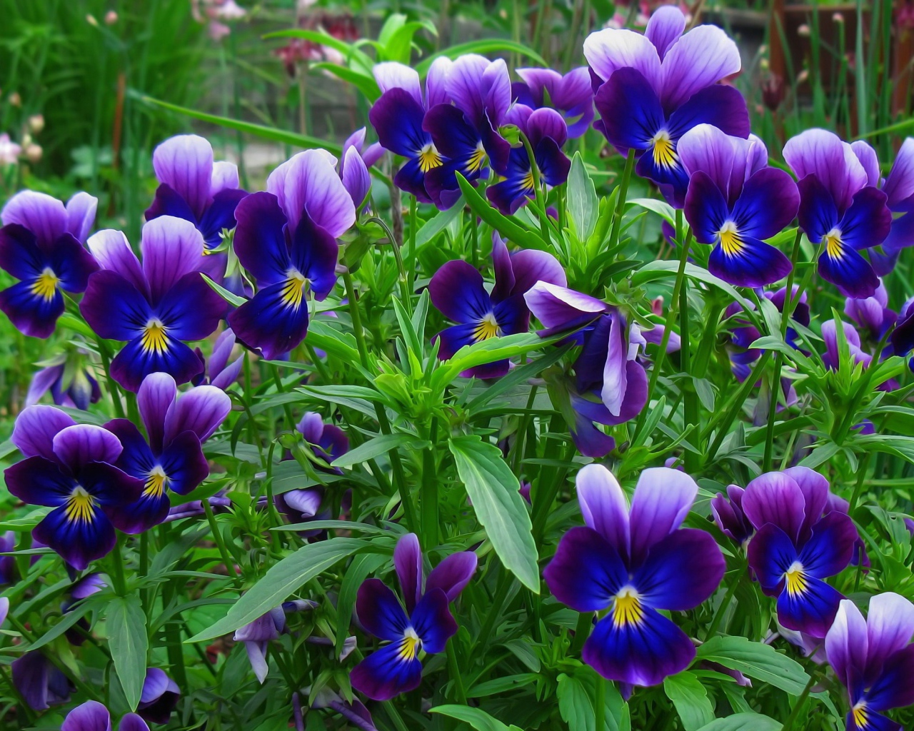 В лесу весенние цветы анютины глазки