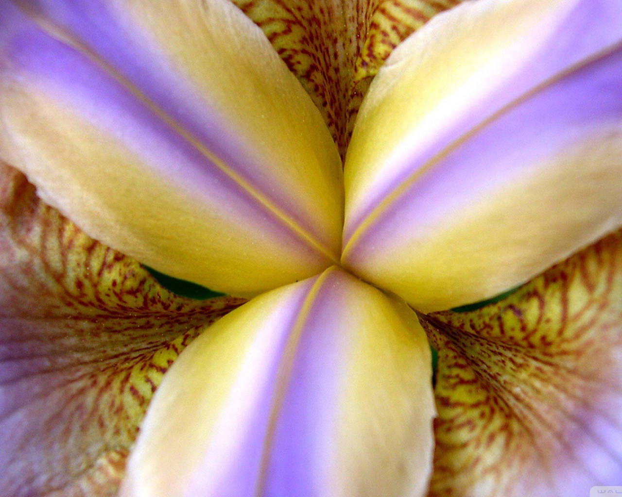 Внутри бутона ириса