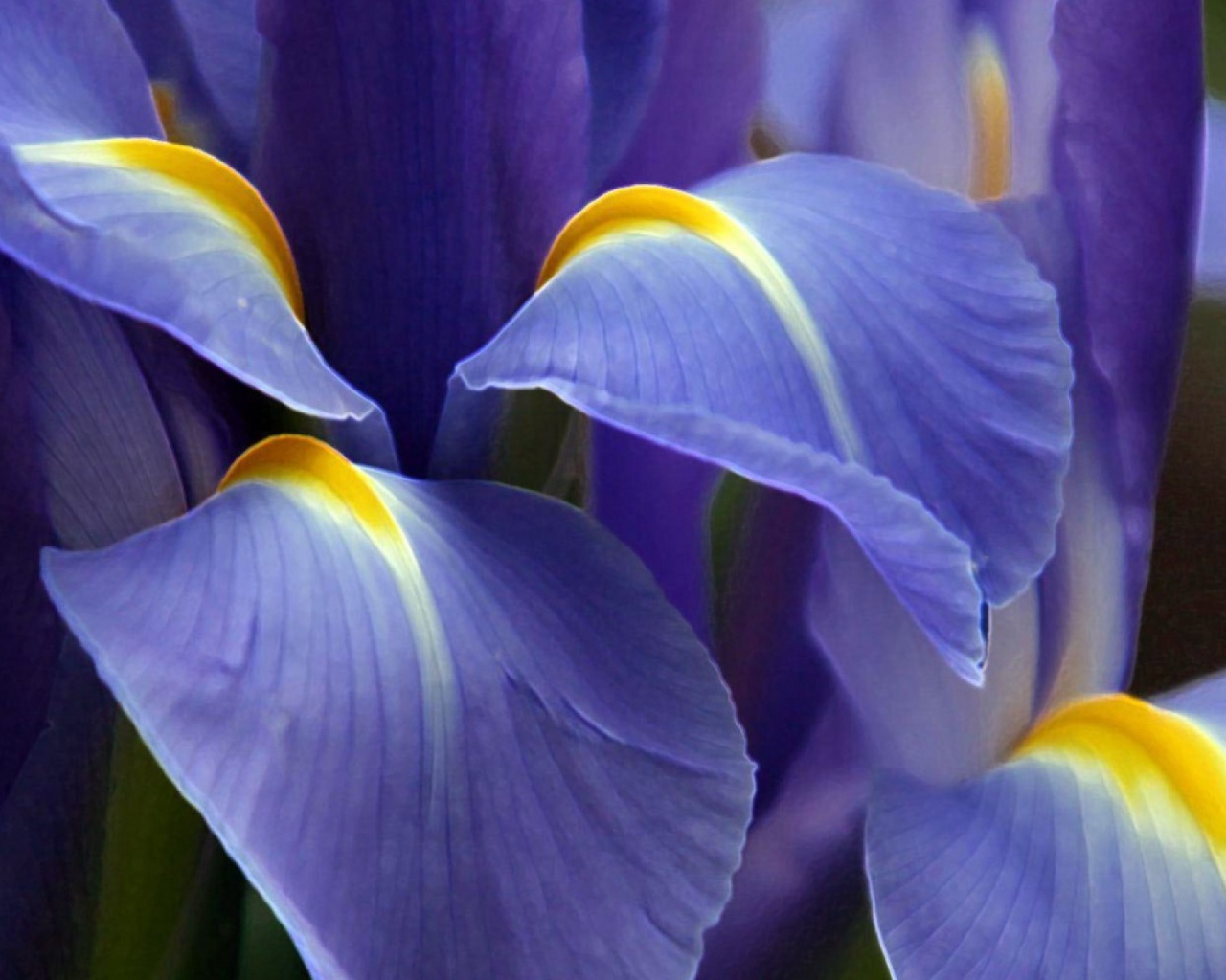 Цветок ириса вблизи