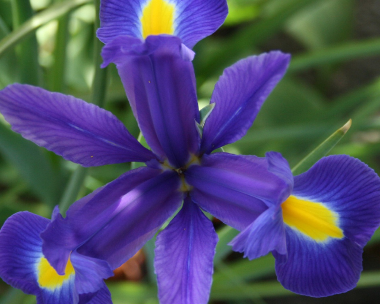 Цветок ириса во всей красе