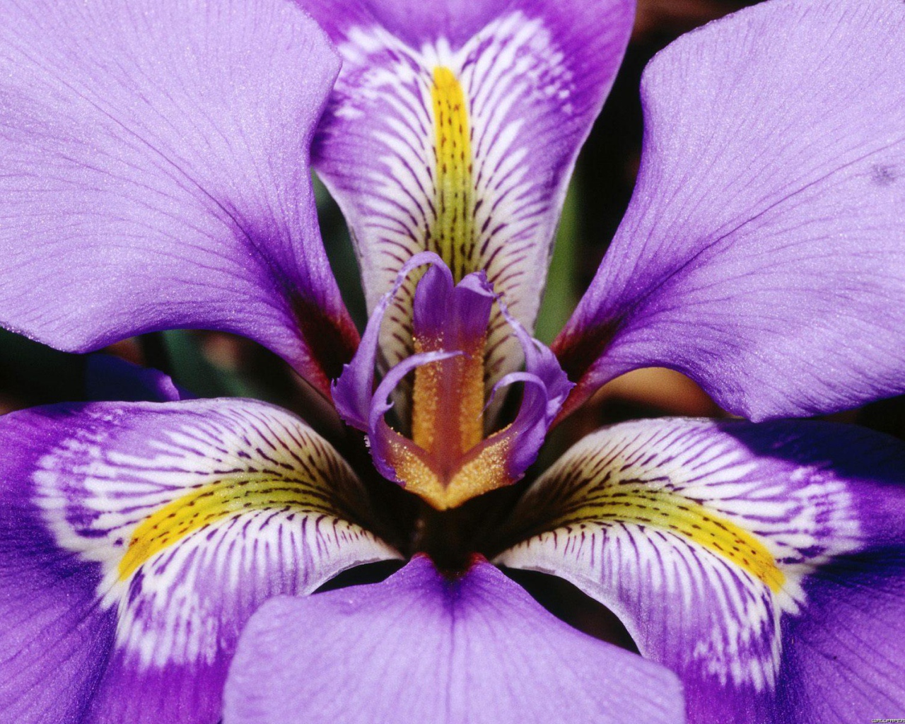 Iris flower petals