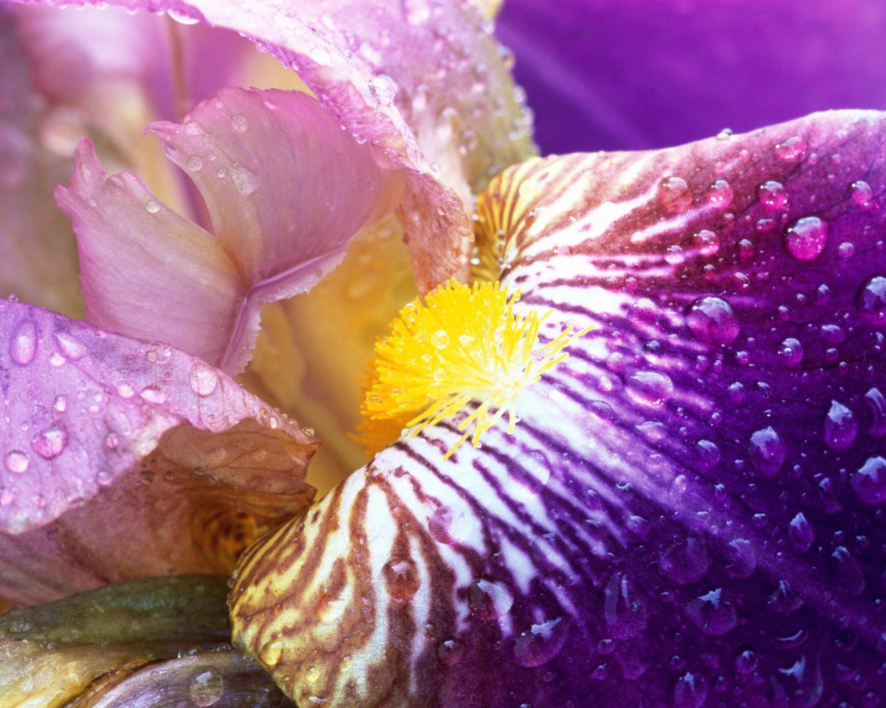 Ирис в лучах солнца