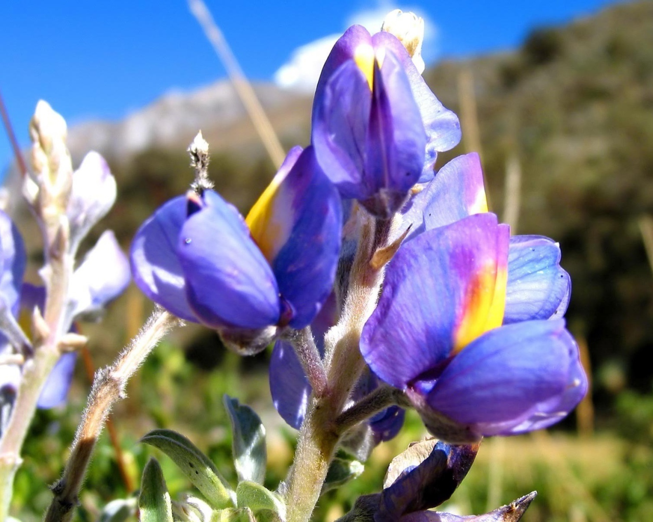 Ирисы на фоне скалы