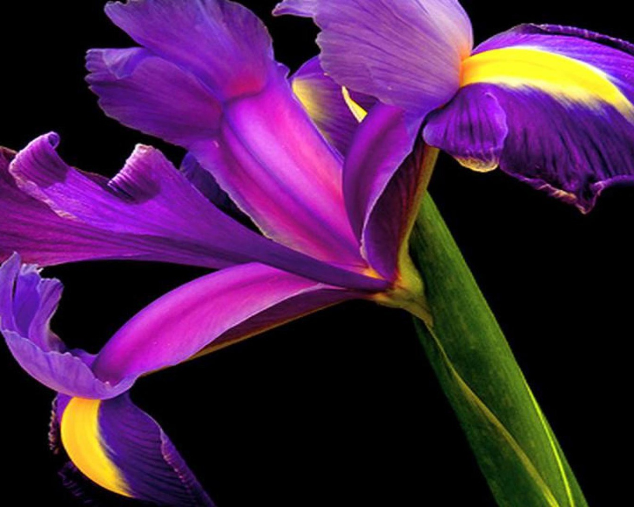 Ирис на черном фоне