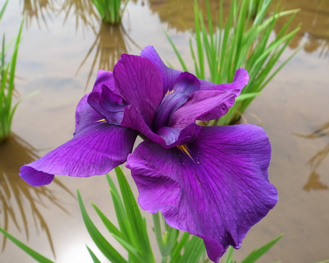 Ирис над водой